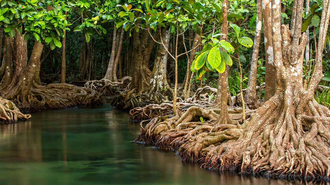 Sustainable mangrove conservation